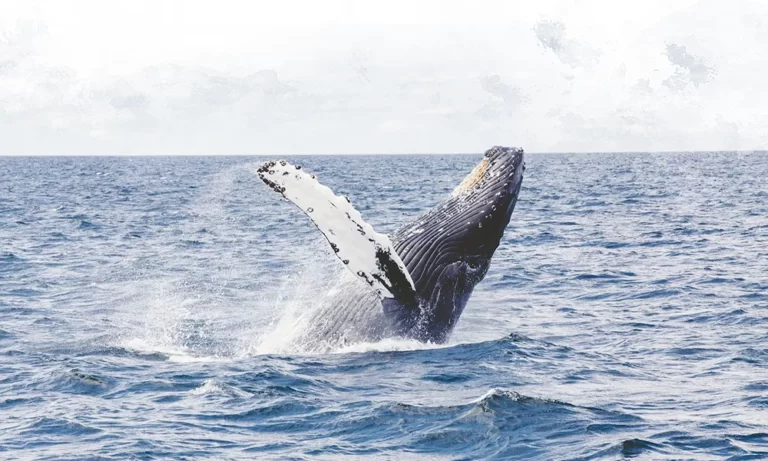 шапка - смартфоны - фотоохота на китов